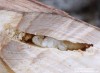 tesařík (Brouci), Poecilium glabratum, Callidiini, Cerambycidae (Coleoptera)